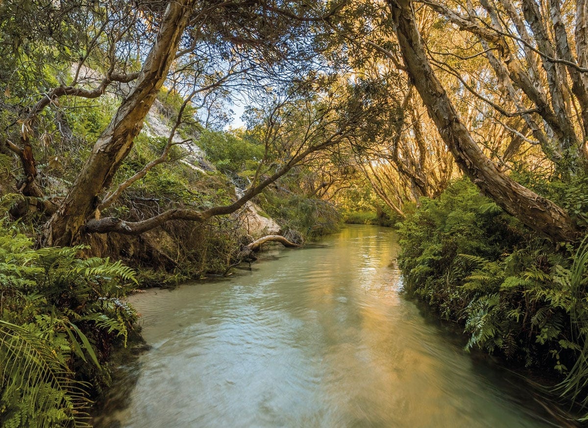 Eli Creek Fraser Island