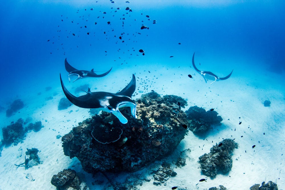 Reef 2 Rainforest Package