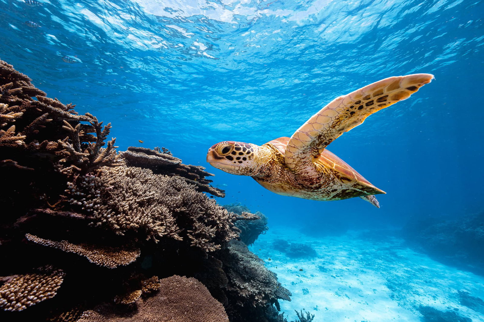 Gold Coast & Brisbane Locals Only Day Tour Offer