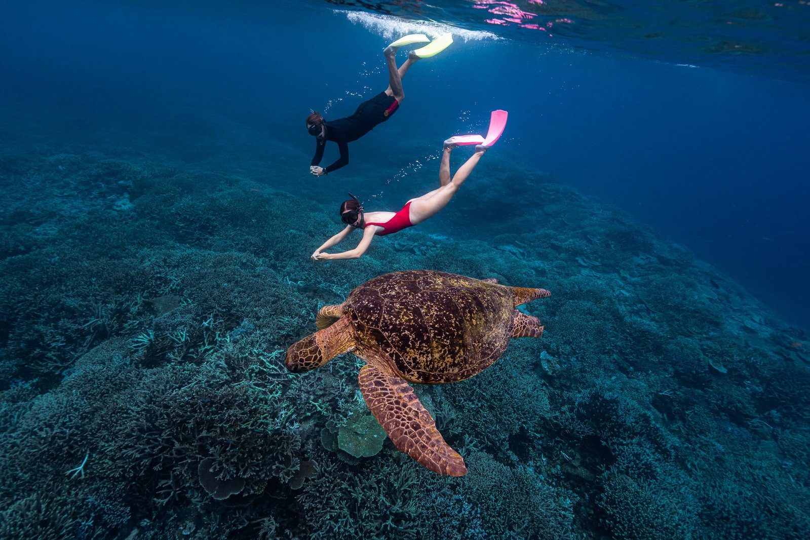 Snorkellers with a Green Sea Turtle at Lady Elliot Island.