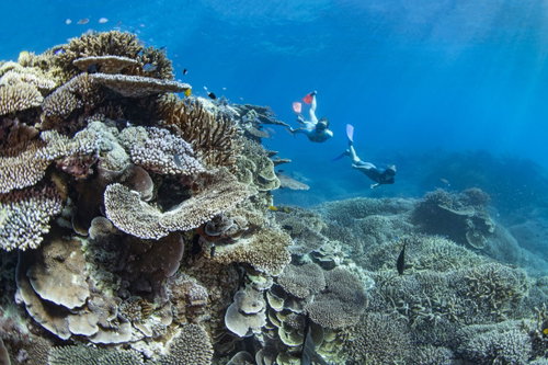 Guided Snorkel Experience